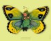 zelený motýlek mimi